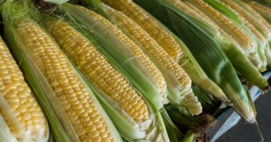 MP Maize Mandi Rate: 4 मार्च को एमपी में 1,700 रुपये तक पहुंचे मक्का के दाम, देखिए ताजा मक्का मंडी रेट