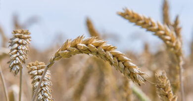 गेहूं में एफिड (चेपा) का प्रकोप: आर्थिक नुकसान से पहले पहचान और प्रभावी नियंत्रण के उपाय