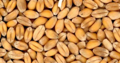 गेहूं में पीला, भूरा और काला रतुआ रोग: समय पर पहचान और रोकथाम से बचाएं उपज