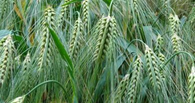 गेहूं की कटाई से पहले जरूरी सावधानियां: नमी प्रबंधन और सुरक्षित फसल कटाई के वैज्ञानिक उपाय