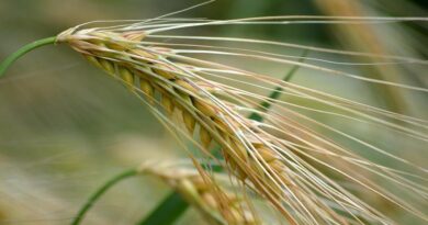 लगातार 35 डिग्री से अधिक तापमान में गेहूं को गर्मी से कैसे बचाएं?