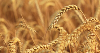 गेहूं में एफिड (चेपा) दिखें तो क्या करें?