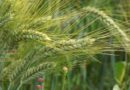 गेहूं में रतुआ रोग दिखे तो तुरंत क्या कदम उठाएं? गेहूं में रतुआ रोग दिखे तो तुरंत क्या कदम उठाएं?