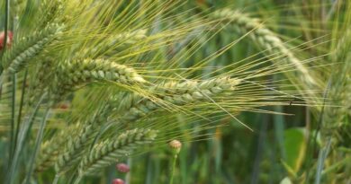 गेहूं में रतुआ रोग दिखे तो तुरंत क्या कदम उठाएं?