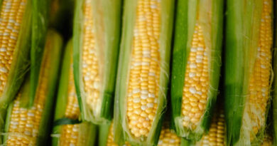 मध्यप्रदेश में आज 900 से 1,665 रु प्रति क्विंटल बिकी मक्का, जानिए 2 मार्च के ताजा भाव  