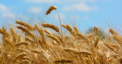 गेहूं की कटाई से पहले किन बातों का ध्यान रखें? गेहूं की कटाई से पहले किन बातों का ध्यान रखें?