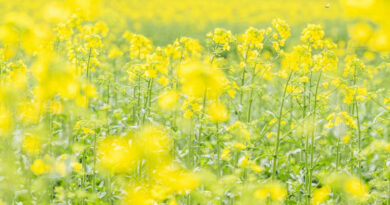 श्योपुर में भावांतर योजना अंतर्गत जिला स्तरीय समिति गठित