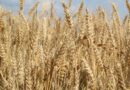 UP Wheat Rate: 19 मार्च को ₹2225 से ₹2600 रुपये तक बिका गेहूं, जानें ताजा भाव और आवक