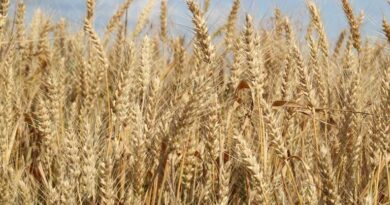 UP Wheat Rate: 19 मार्च को ₹2225 से ₹2600 रुपये तक बिका गेहूं, जानें ताजा भाव और आवक