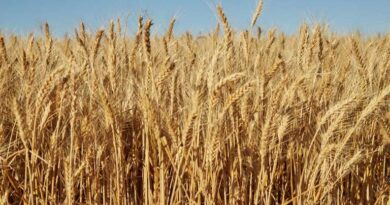 आज का गेहूँ मंडी रेट (19 मार्च 2026) 