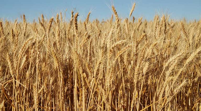 आज का गेहूँ मंडी रेट (19 मार्च 2026) 