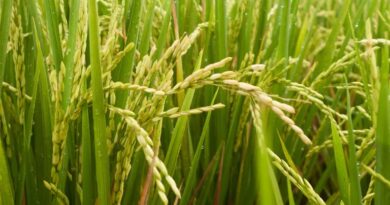 आज का धान मंडी रेट (19 मार्च 2026)