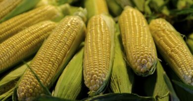  आज का मक्का मंडी रेट (19 मार्च 2026) 