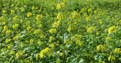 बालाघाट में सरसों की भावांतर योजना में 2060 किसानों ने पंजीयन कराया, 6200 के भाव से होगी खरीदी