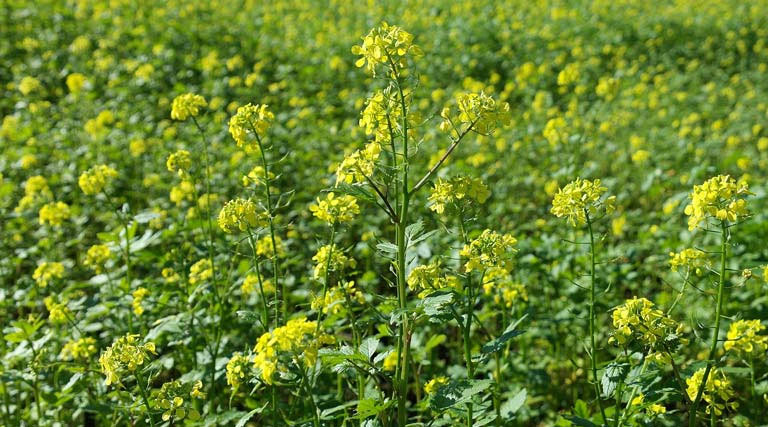 बालाघाट में सरसों की भावांतर योजना में 2060 किसानों ने पंजीयन कराया, 6200 के भाव से होगी खरीदी