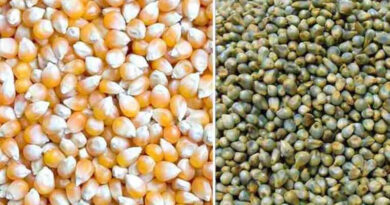 जबलपुर: अमानक बीज बेचने पर तीन विक्रेताओं के लाइसेंस निलंबित किए गए