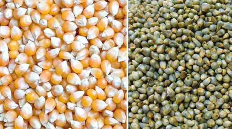 जबलपुर: अमानक बीज बेचने पर तीन विक्रेताओं के लाइसेंस निलंबित किए गए