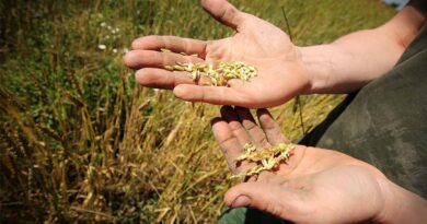जब युद्ध और खेती टकराते हैं: उर्वरक संकट की दो घड़ियाँ और किसान पर बढ़ता दबाव
