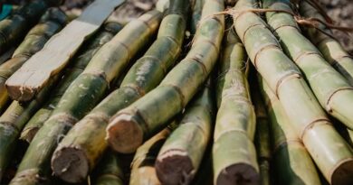 उच्च उत्पादकता गन्ना किस्में Co 18009, Co 11015 और Co 14012 अपनाने की सलाह, ICAR-SBI फील्ड डे में जोर