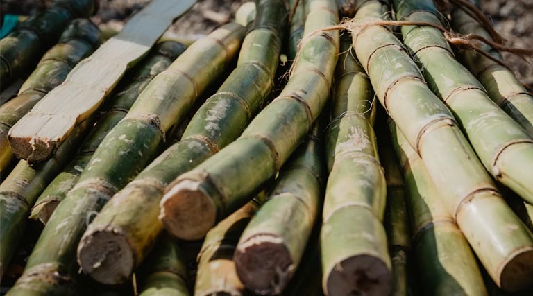 उच्च उत्पादकता गन्ना किस्में Co 18009, Co 11015 और Co 14012 अपनाने की सलाह, ICAR-SBI फील्ड डे में जोर