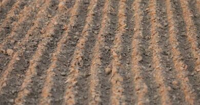 ग्रीष्मकालीन जुताई: सही उपकरण, उपयोगिता और किन किसानों के लिए आवश्यक ग्रीष्मकालीन जुताई: सही उपकरण, उपयोगिता और किन किसानों के लिए आवश्यक