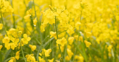 सरसों भी बनी भावांतर योजना का हिस्सा, कृषि वर्ष 2026 में किसानों को मिली बड़ी सौगात  