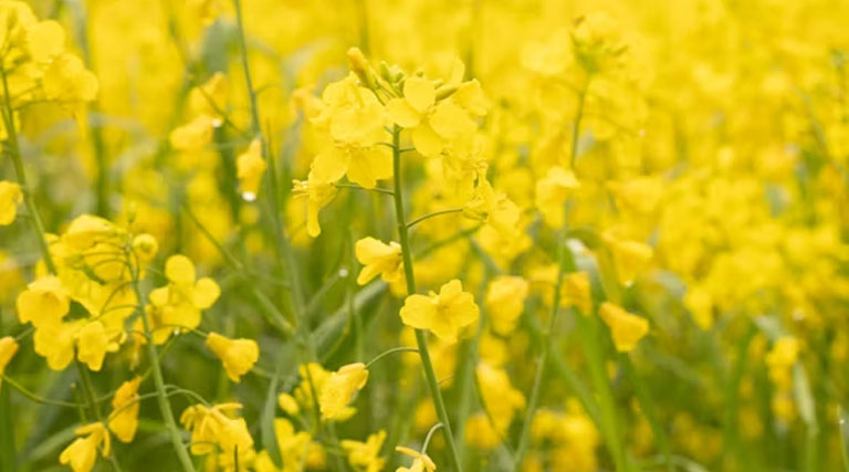 सरसों भी बनी भावांतर योजना का हिस्सा, कृषि वर्ष 2026 में किसानों को मिली बड़ी सौगात  