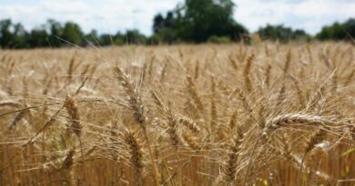 MP Wheat Mandi Rate: मध्यप्रदेश में 3 मार्च को 2,537 रुपये प्रति क्विंटल बिका गेहूं, देखें ताजा गेहूं भाव  