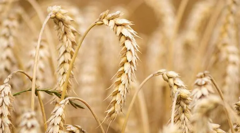 मध्य प्रदेश: सीहोर जिले के शरबती गेहूं को मिला है जीआई टैग