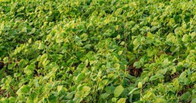 मूंग की फसल में रसायनों का सीमित उपयोग जरूरी, किसानों से कृषि मंत्री एदल सिंह ने की अपील