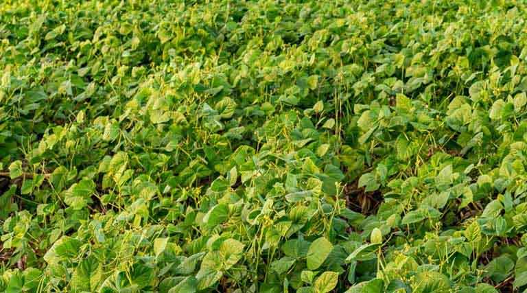 मूंग की फसल में रसायनों का सीमित उपयोग जरूरी, किसानों से कृषि मंत्री एदल सिंह ने की अपील