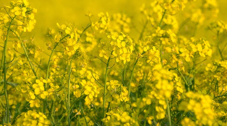 राजस्थान: सरसों-चना की MSP पर खरीद 25 मार्च से होगी शुरू  