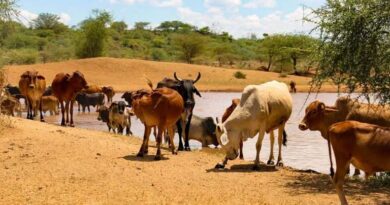 यूपी को दुग्ध उत्पादन में अग्रणी बनाने के लिए सरकार का ये बड़ा कदम  