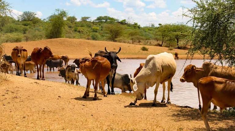 यूपी को दुग्ध उत्पादन में अग्रणी बनाने के लिए सरकार का ये बड़ा कदम  