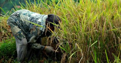 श्रीलंका का ऑर्गेनिक खेती प्रयोग: रासायनिक उर्वरक पर प्रतिबंध ने कैसे पैदा किया कृषि और आर्थिक संकट श्रीलंका का ऑर्गेनिक खेती प्रयोग: रासायनिक उर्वरक पर प्रतिबंध ने कैसे पैदा किया कृषि और आर्थिक संकट
