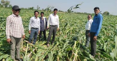 मध्यप्रदेश: बड़वानी में बेमौसम बारिश-ओलावृष्टि से फसलें प्रभावित, कलेक्टर के निर्देश पर सर्वे शुरू