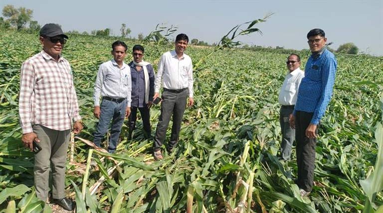 मध्यप्रदेश: बड़वानी में बेमौसम बारिश-ओलावृष्टि से फसलें प्रभावित, कलेक्टर के निर्देश पर सर्वे शुरू