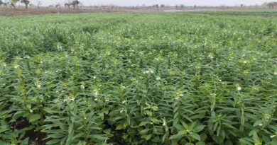 कृषक कल्याण वर्ष 2026: तिल-उड़द फसल से आगर-मालवा जिले के किसानों को 9 करोड़ से अधिक अतिरिक्त आय का अनुमान