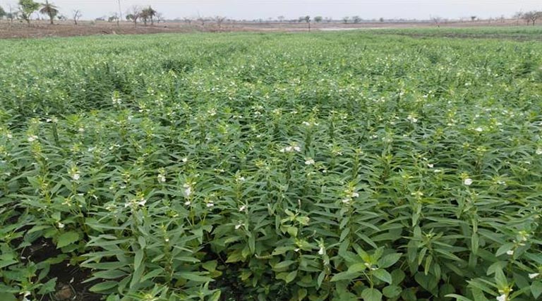 कृषक कल्याण वर्ष 2026: तिल-उड़द फसल से आगर-मालवा जिले के किसानों को 9 करोड़ से अधिक अतिरिक्त आय का अनुमान