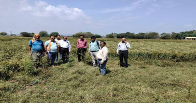 ग्वालियर-घाटीगांव-भितरवार में बारिश ओलावृष्टि; फसलों को नुकसान नहीं, प्रशासन ने गांवों में पहुंचकर किया निरीक्षण