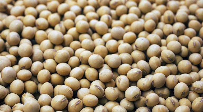 12 March Soyabean Rate: मध्य प्रदेश मंडियों में सोयाबीन ₹3830 से ₹5800 प्रति क्विंटल तक बिका, उज्जैन में सबसे ऊंचा भाव