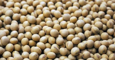 13 March Soyabean Rate: मध्यप्रदेश में ₹5880 प्रति क्विंटल तक पहुंचे सोयाबीन के भाव, देखे ताजा रेट-आवक