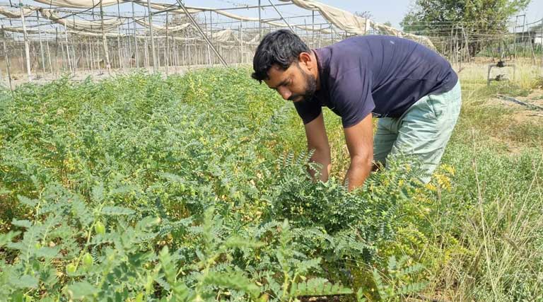 रायपुर: जैविक खेती और ड्रिप तकनीक से सफल बने युवा किसान रमेश प्रेमी, 5 एकड़ में कमा रहे अच्छा मुनाफा