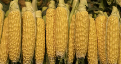 Maize Mandi Rate: 8 मार्च को मध्यप्रदेश में ₹1,300 से ₹1,700 के बीच बिकी मक्का, देखें ताजा भाव और आवक