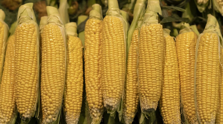 Maize Mandi Rate: 8 मार्च को मध्यप्रदेश में ₹1,300 से ₹1,700 के बीच बिकी मक्का, देखें ताजा भाव और आवक