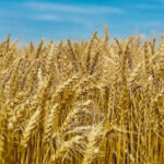 Wheat Mandi Rate: 9 मार्च को उत्तर प्रदेश में 2,625 रुपए क्विंटल तक बिका गेहूं, देखिए आज के ताजा भाव-आवक  