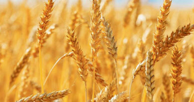 अब 2625 रुपये प्रति क्विंटल पर होगी गेहूं खरीद, पंजीयन तिथि 10 मार्च तक बढ़ी: खाद्य मंत्री राजपूत  