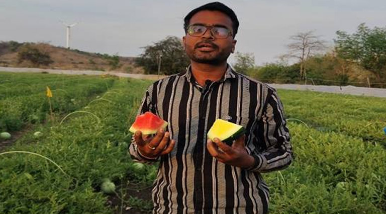 आगर-मालवा के युवक ने नौकरी छोड़ खेती अपनाई! 2 बीघा में तरबूज उगाकर की 8 लाख की तगड़ी कमाई; अन्य किसानों के लिए बने मिसाल
