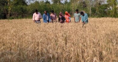 टीकमगढ़ में बेमौसम बारिश से गेहूं फसल पर असर, कृषि विशेषज्ञों ने किसानों को कटाई और भंडारण में सावधानी की दी सलाह  