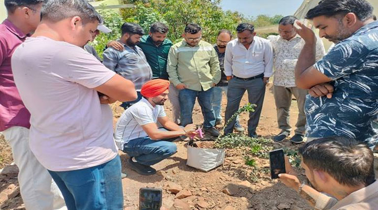 Развитие выращивания голубики в Индии и опыт США